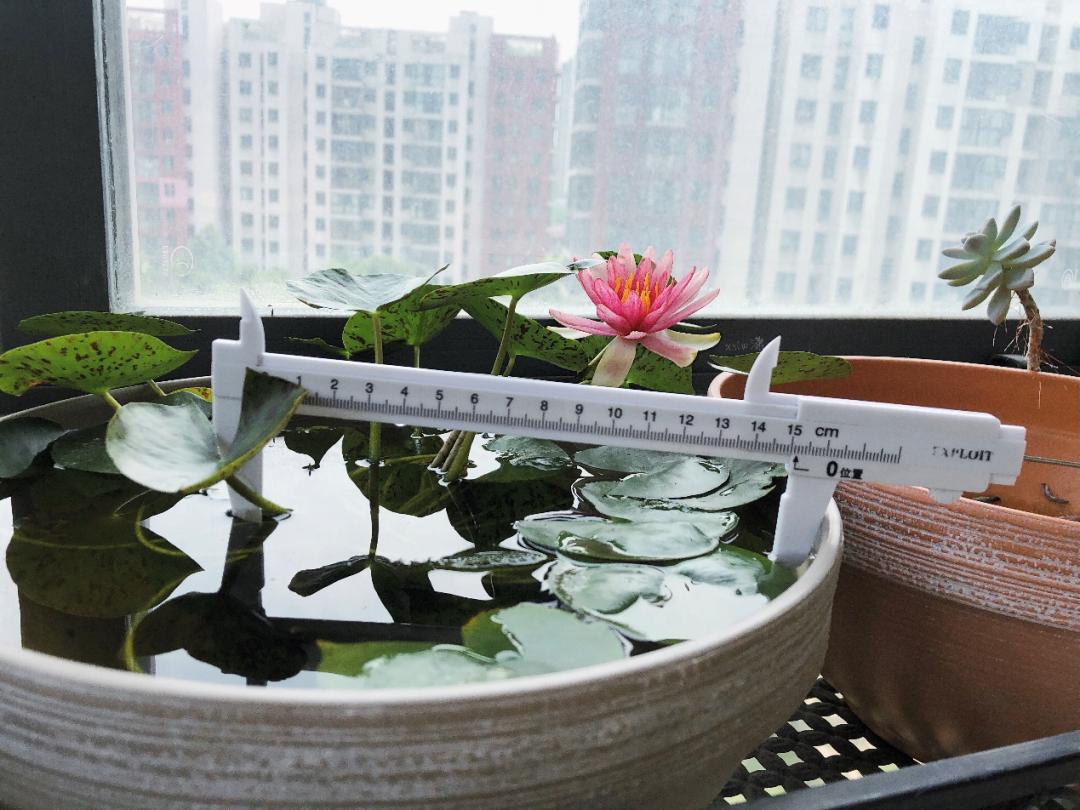 95后广东小伙痴迷睡莲育种,95后小伙痴迷睡莲育种