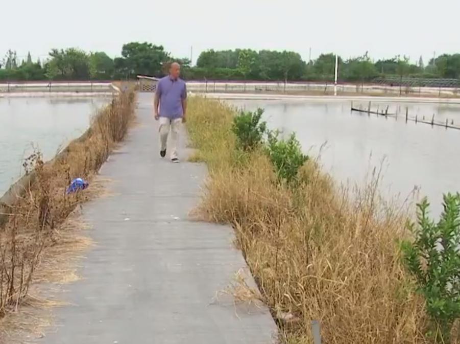 养殖甲鱼成就千万富翁,养甲鱼养鸡年入百万