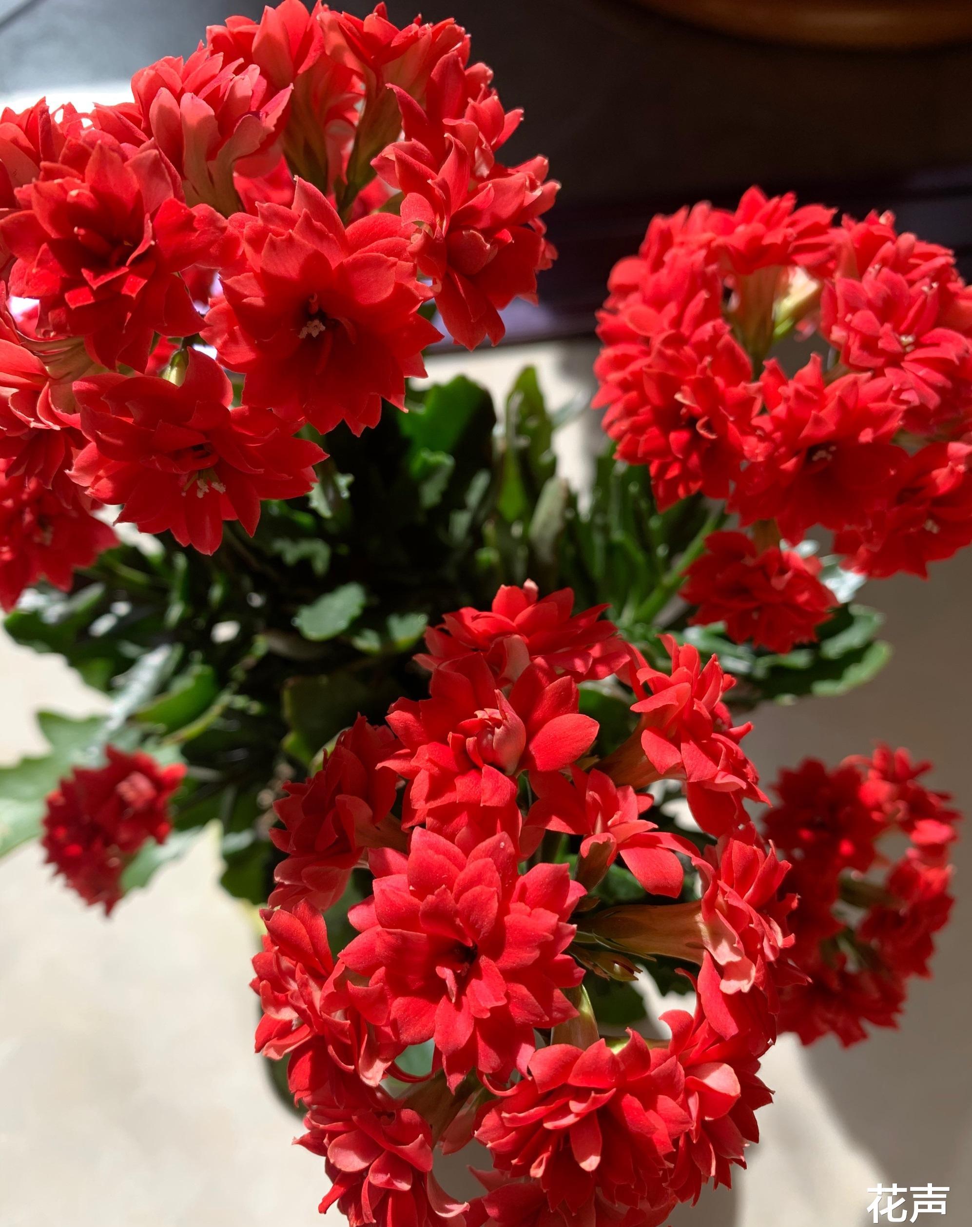 阳台养红苹果月季,红宝石花卉怎么养