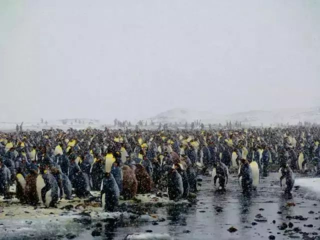 奥林巴斯摄影获奖照片,奥林巴斯摄影比赛视频