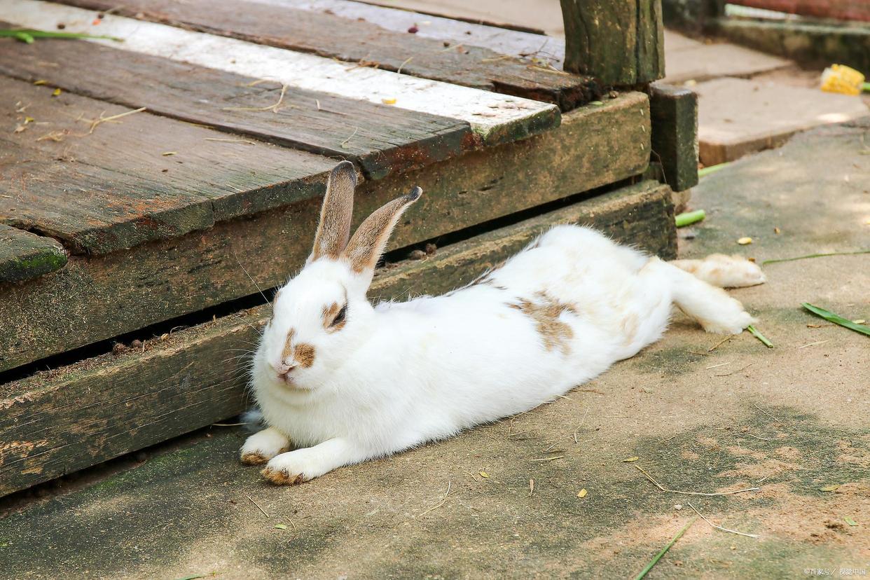 养兔必读的100个动作,两个月大的兔兔要注意什么