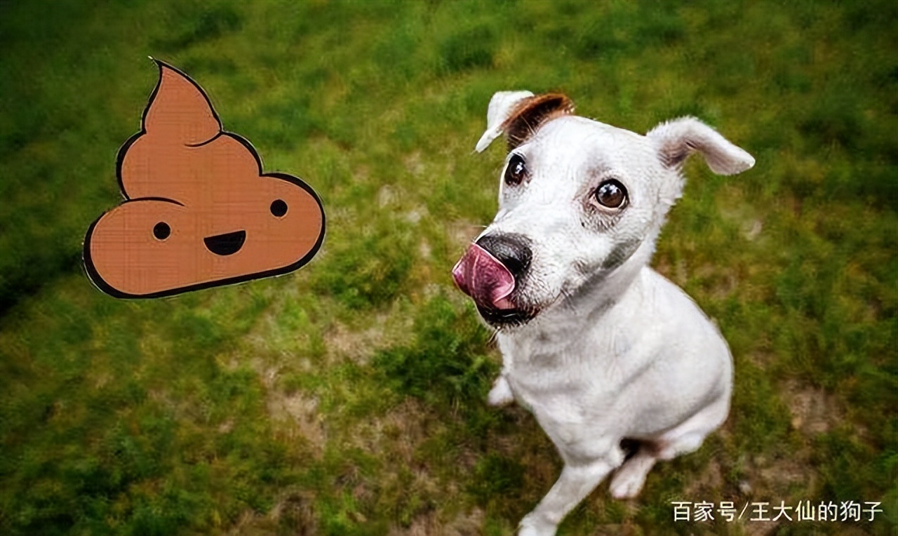 十个关于狗狗的冷知识,十个狗狗冷知识了解一下