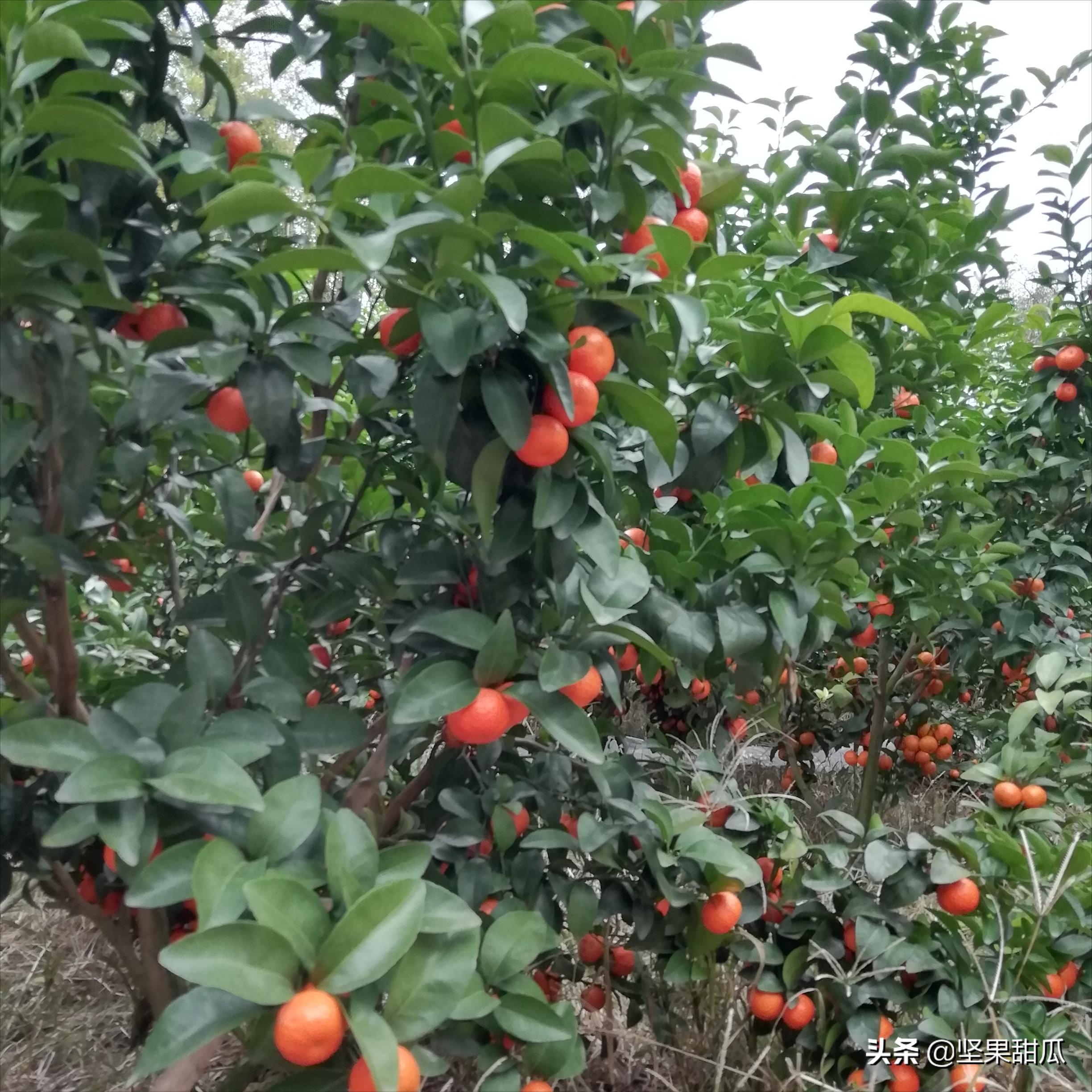 武鸣沃柑喜获丰收,沃柑发展前景最新评论