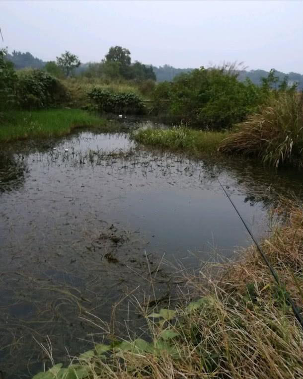 初春野钓鲫鱼最好的草洞钓法,草洞野钓鲫鱼技巧及方法