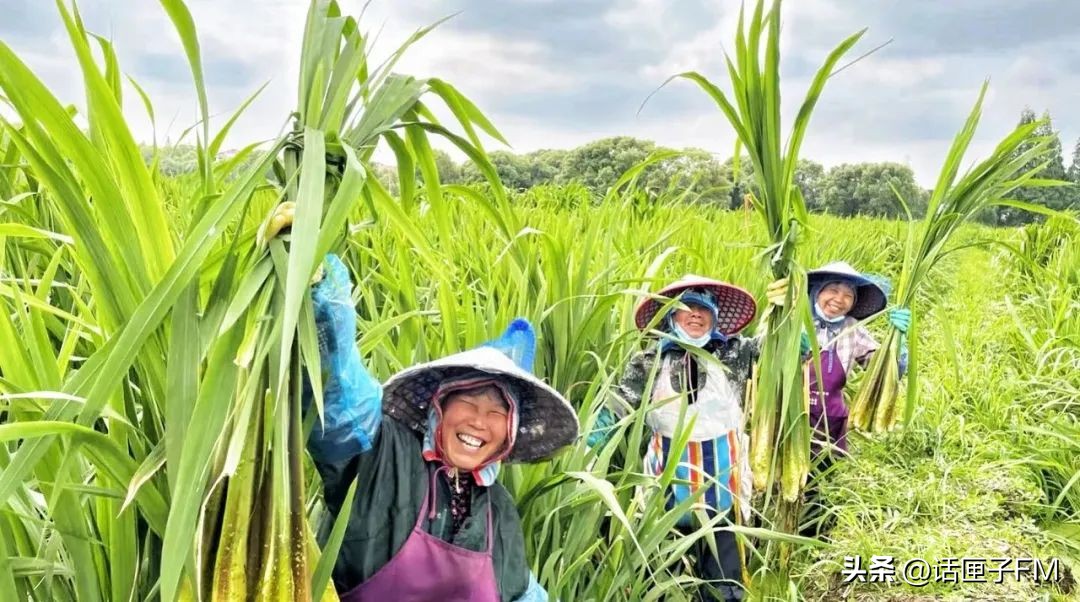 茭白新鲜生吃可以吗,新鲜茭白可以冷冻有酸味