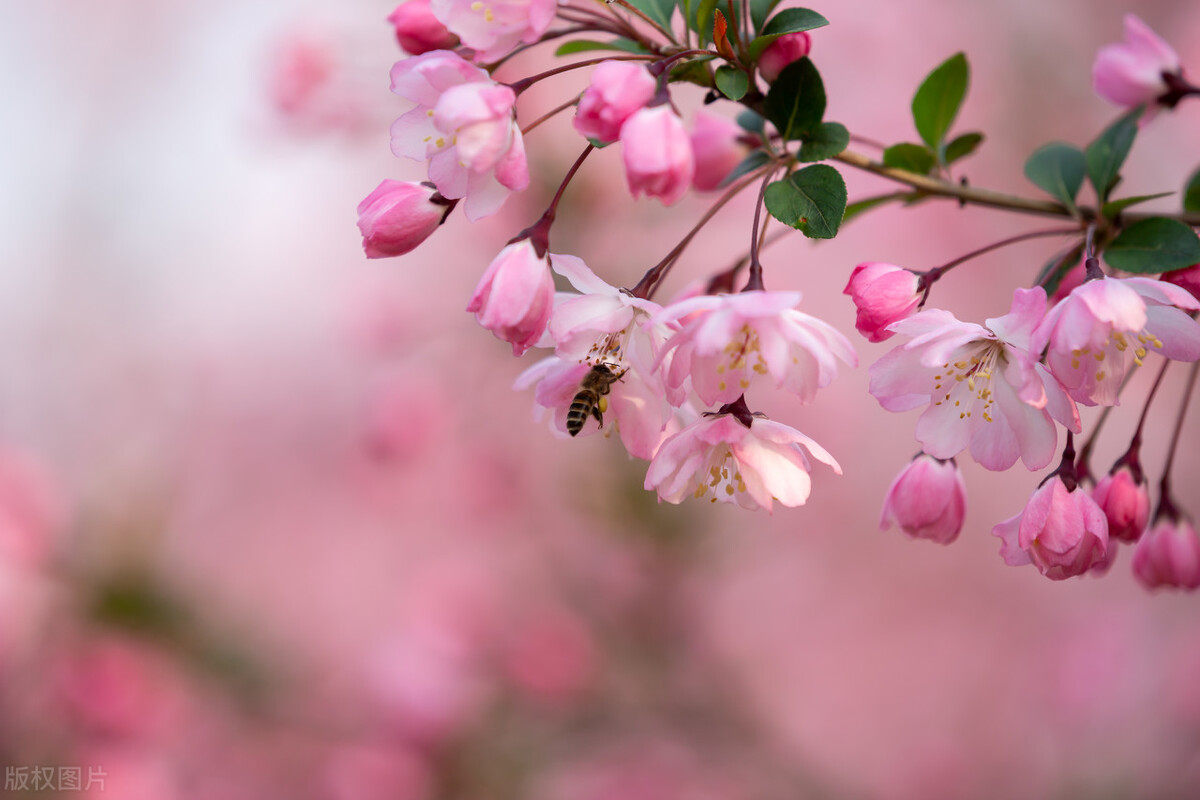 一生花里蝶翩翩，愿得群芳在眼前，8首古诗，细味古人的生活意趣