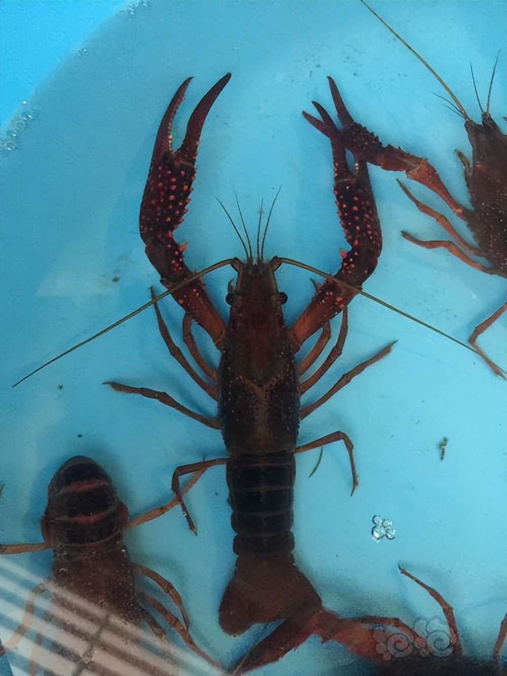 夏天小龙虾到底能不能吃,小龙虾烧烤的危害