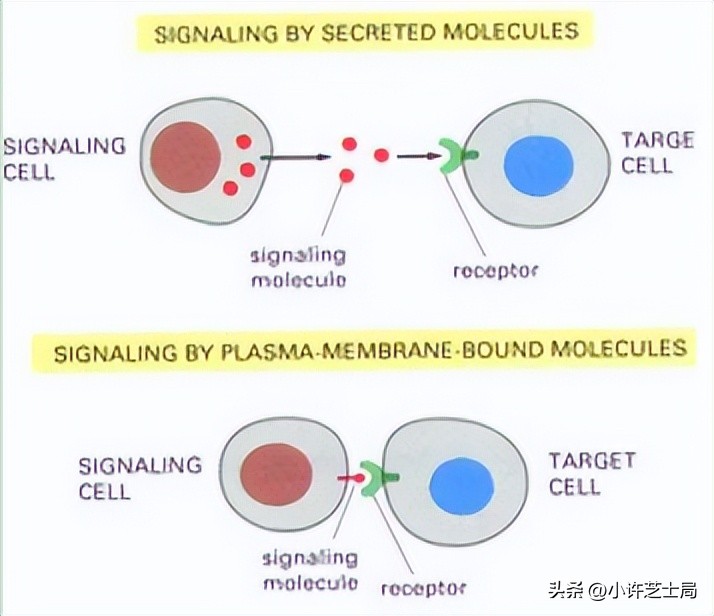 戊唑醇与磷酸二氢钾混用控旺吗,戊唑醇与磷酸二氢钾一起用吗