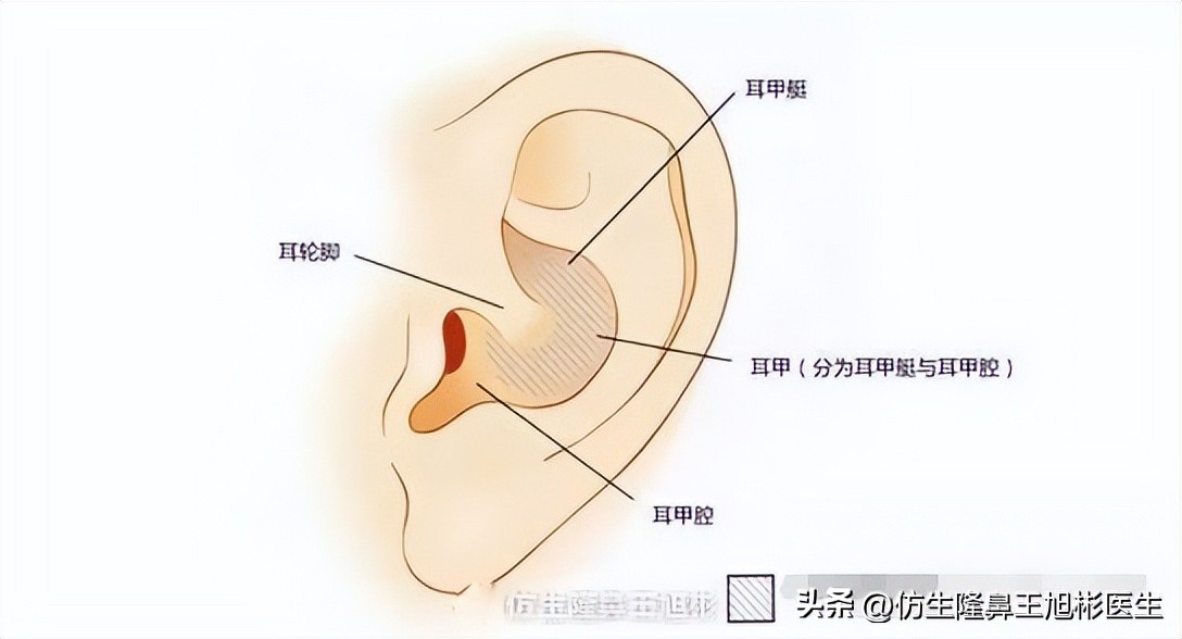 整形鼻部科普知识,隆鼻整形科普知识