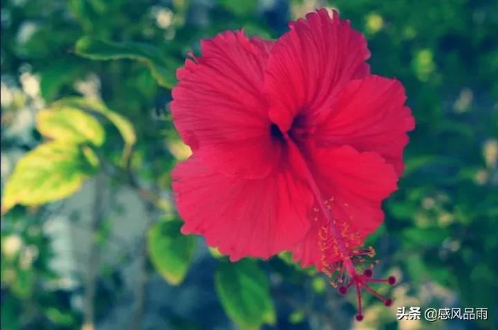 九十九朵美丽的国花送给你