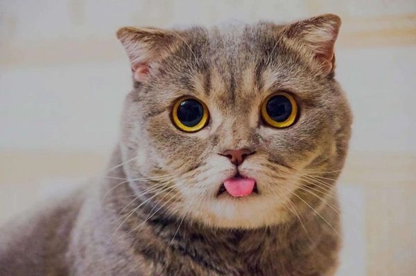 猫咪舔毛时干咳,猫咪老是咳嗽干咳用什么药