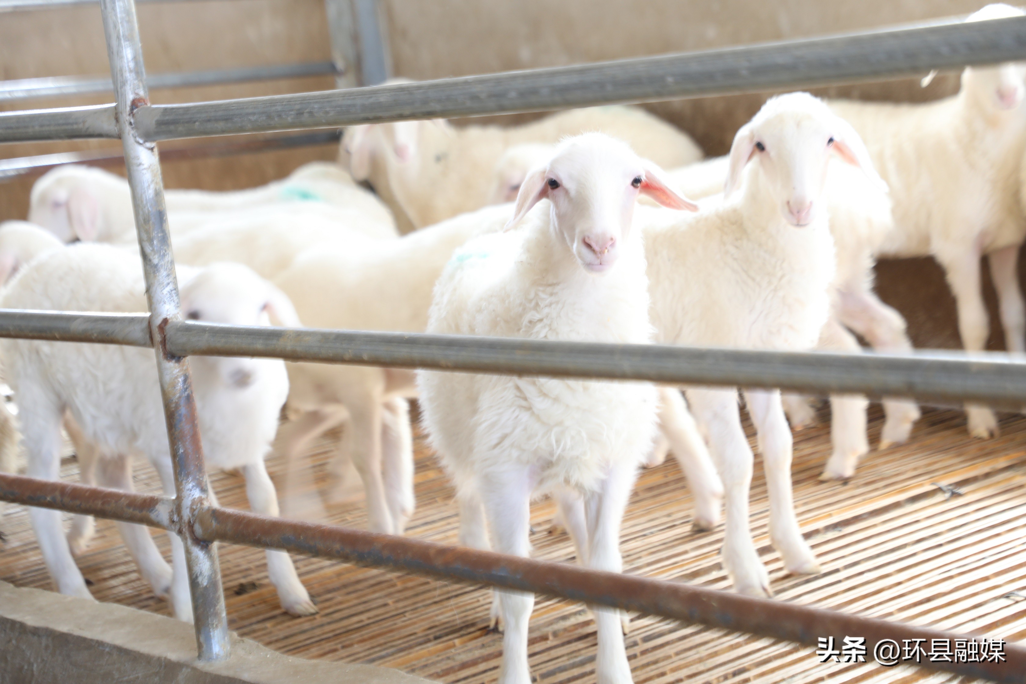 带动群众致富奔小康,容县强化党建引领助推产业发展