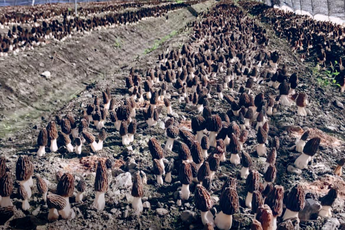 人工种植的羊肚菌多少钱一斤现在,人工种植羊肚菌目前价格