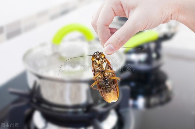 蟑螂咬人用打狂犬疫苗吗,被蟑螂咬了会得狂犬病吗