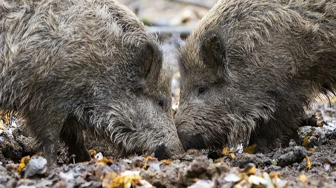 叫价10元1斤，杀一头净赚几千元！为何野猪泛滥还是控制不住？