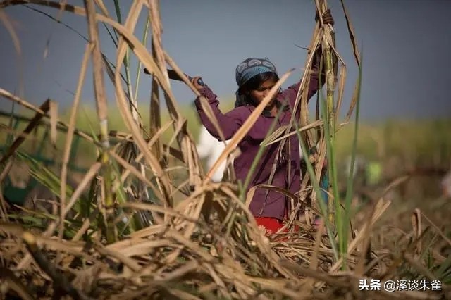 19年记者收集一大证据，揭露印度女性为满足老板，全部被“阉割”