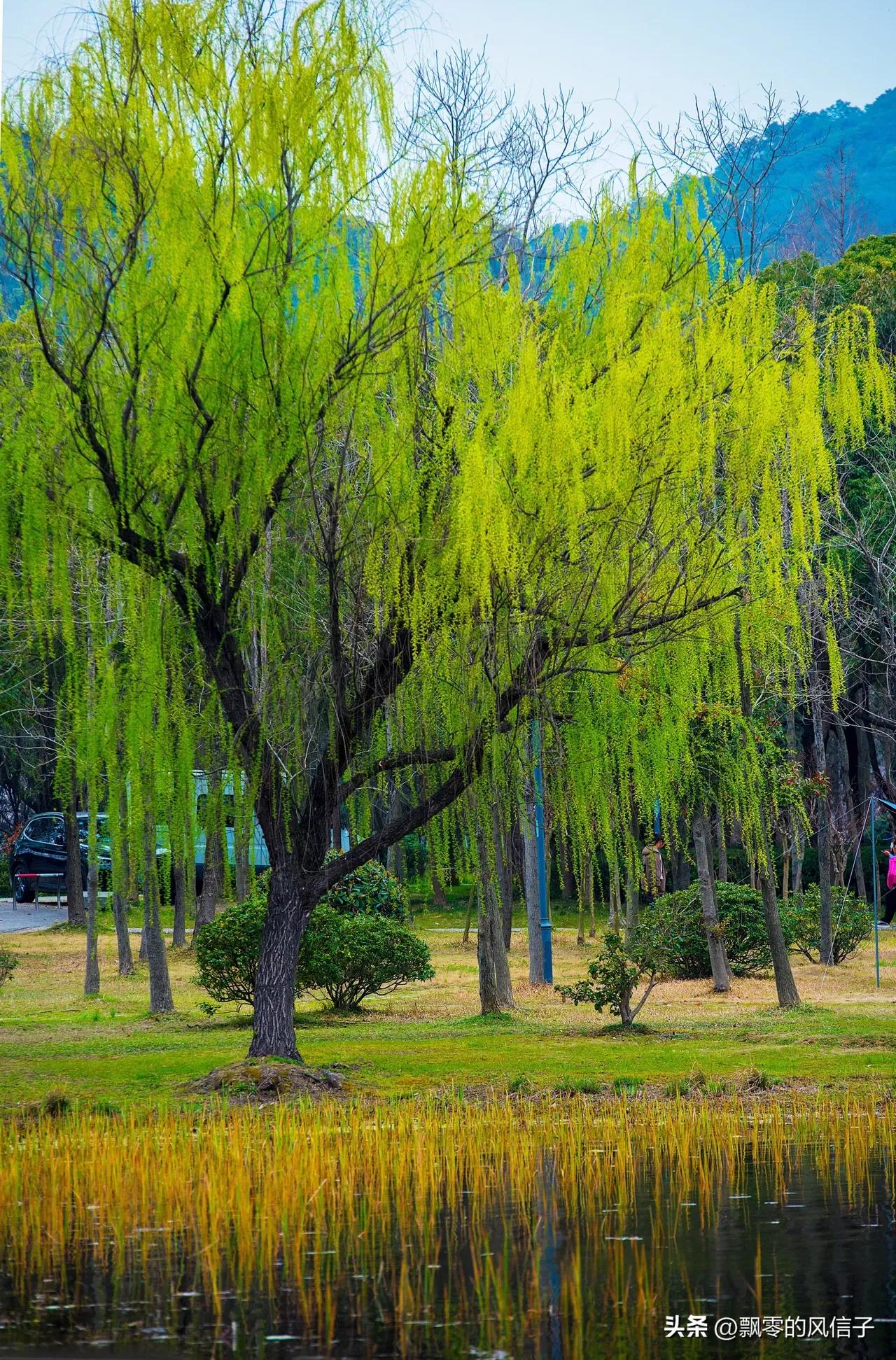 古人笔下那些绝美的柳诗词,古诗唐代诗人咏柳