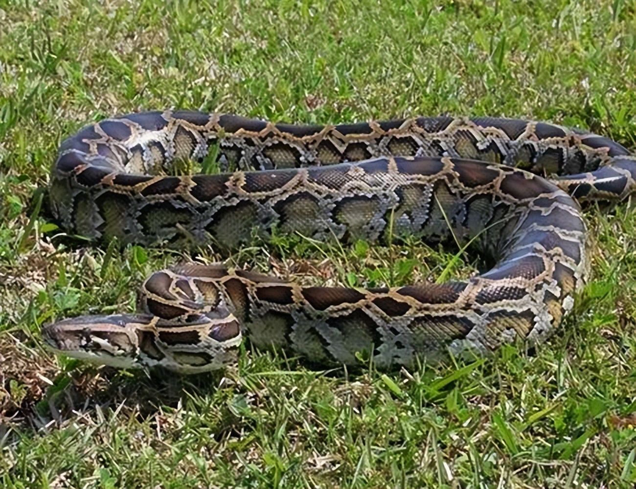 丛林探险美食大全,真正的丛林美食有哪些