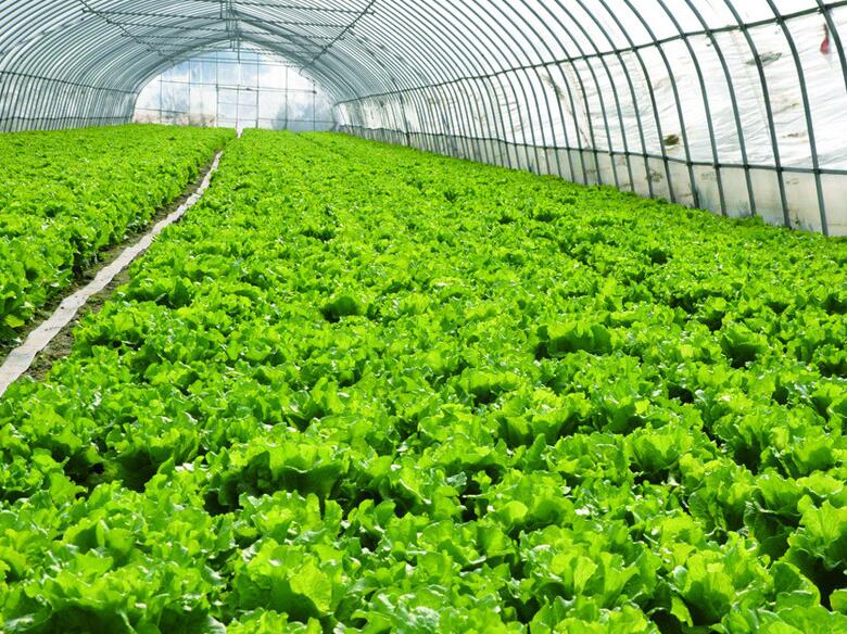 高锰酸钾杀菌的正确方法,高锰酸钾多少倍杀菌效果最好