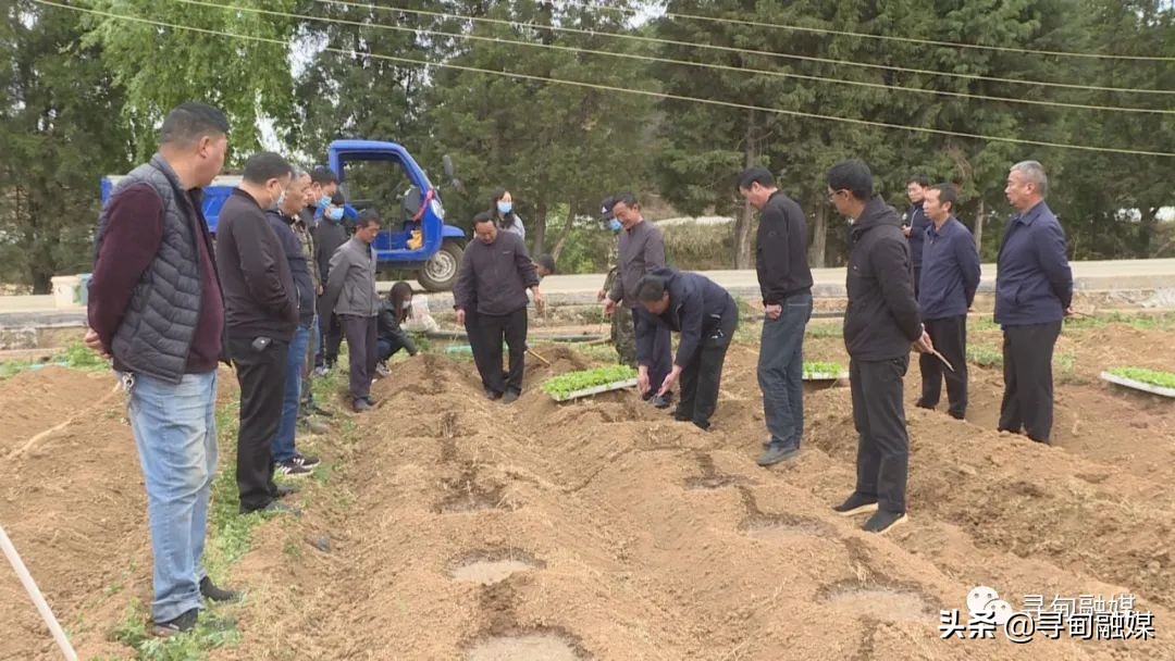 七星镇：烤烟移栽奏响烟农增收“前奏曲”