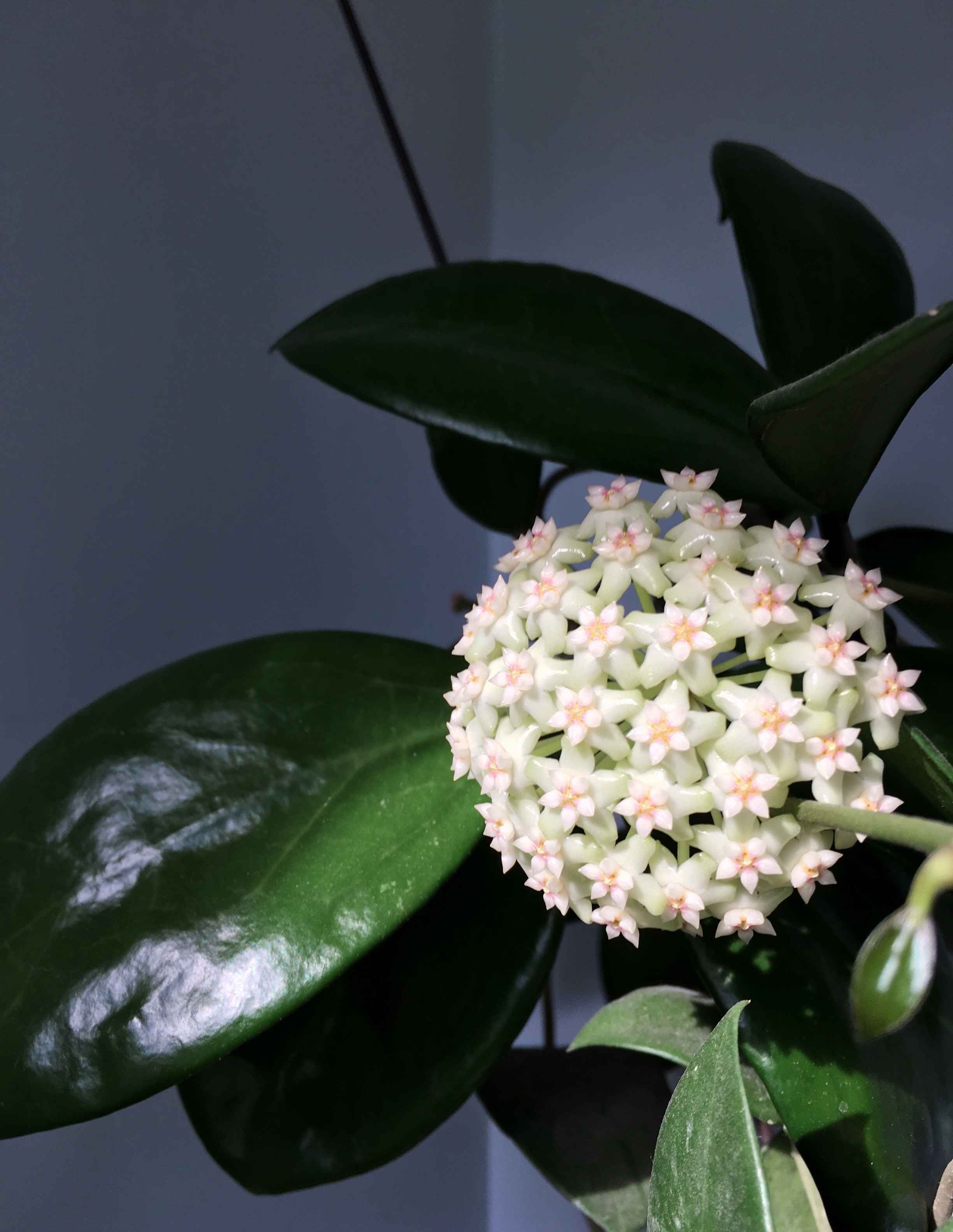 球兰羊脂玉花香吗,球兰十大最香品种