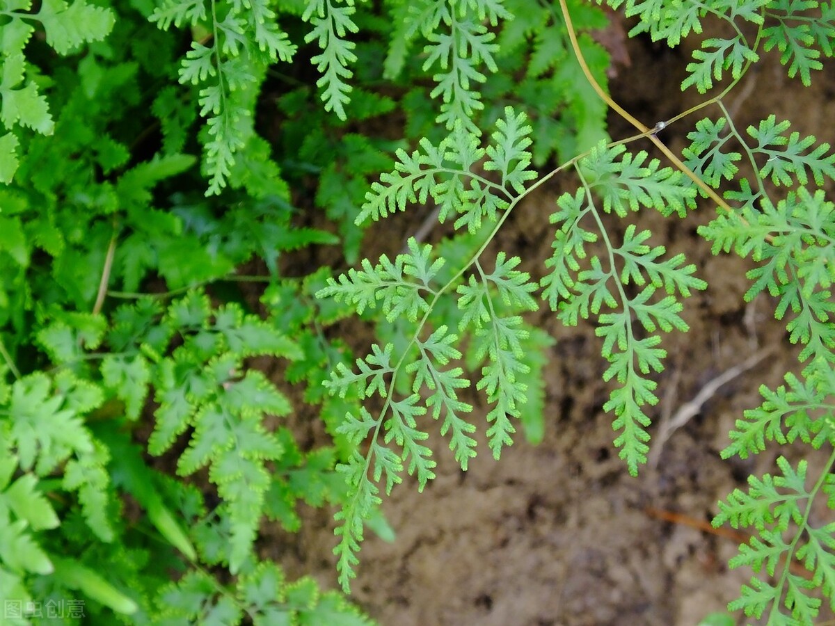 三金排石汤老中医治胆结石方子,治胆结石老中医方剂