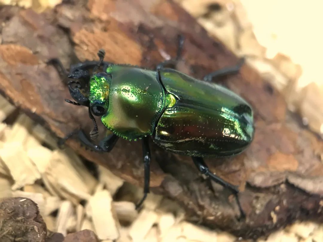 适合孩子室内养的小宠物,适合小空间养的小型宠物