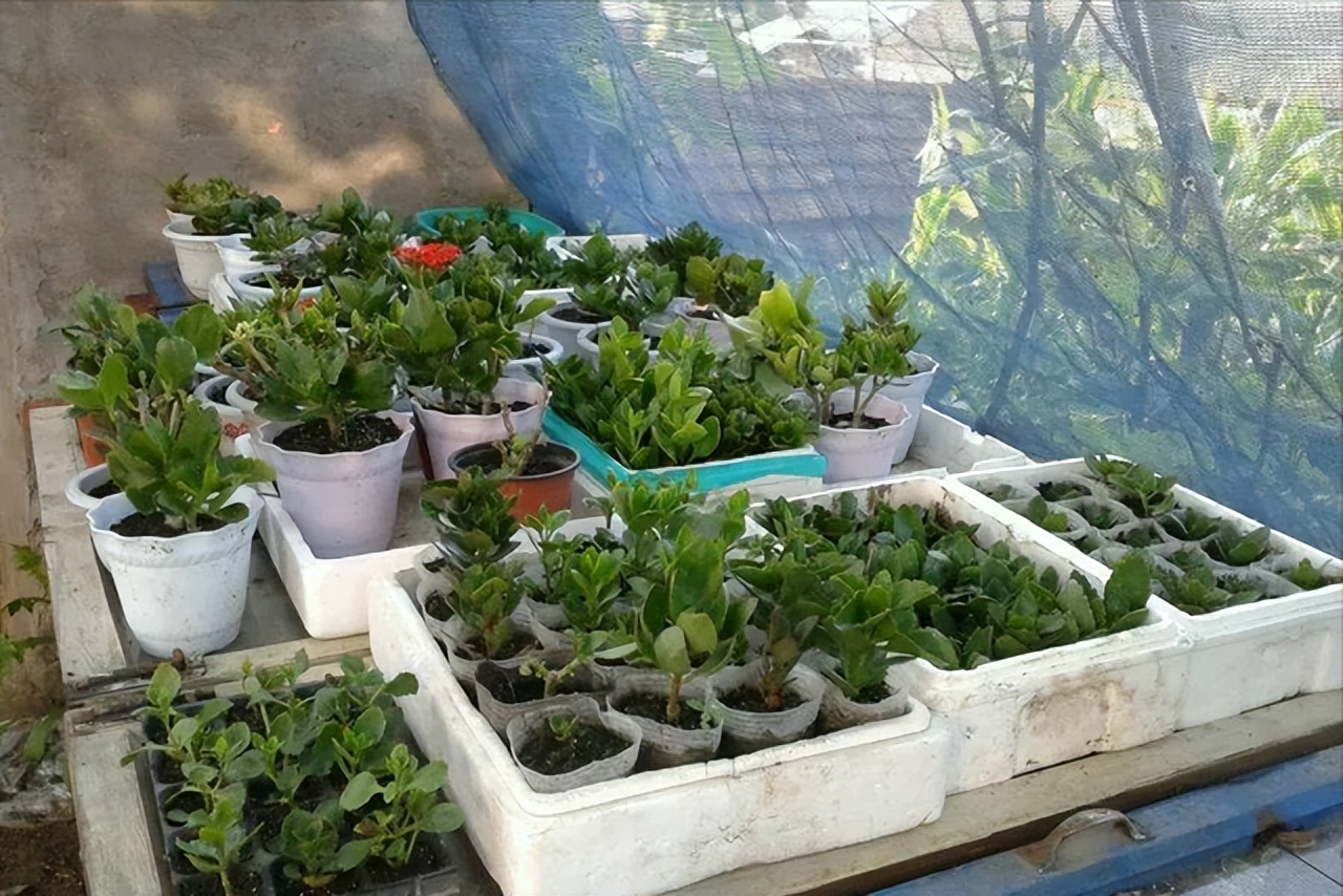 长寿花叶子小怎么处理,长寿花叶子小掉叶子是怎么回事