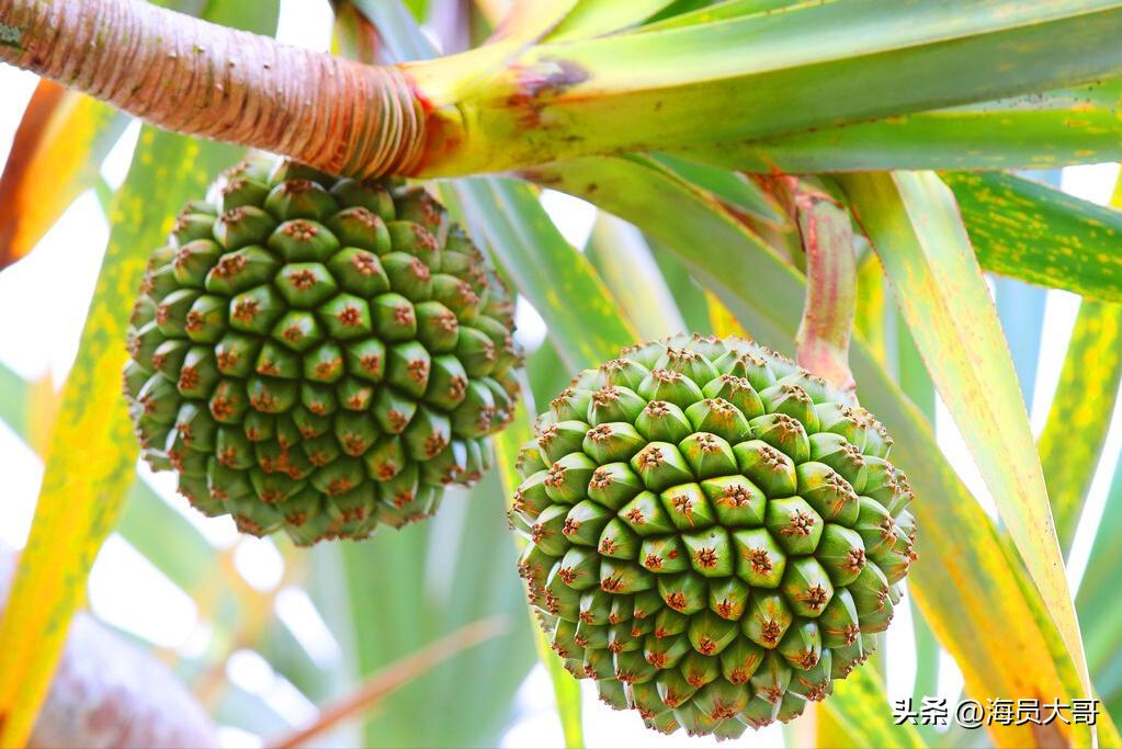 姣涢噷姹傛柉涓轰粈涔堝崕浜洪偅涔堝,姣涢噷姹傛柉鍗庝汉澶氳繕鏄枑娴庡崕浜哄