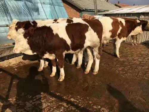 牛羊养殖管理要点总结,春季牛羊常见的病与治疗