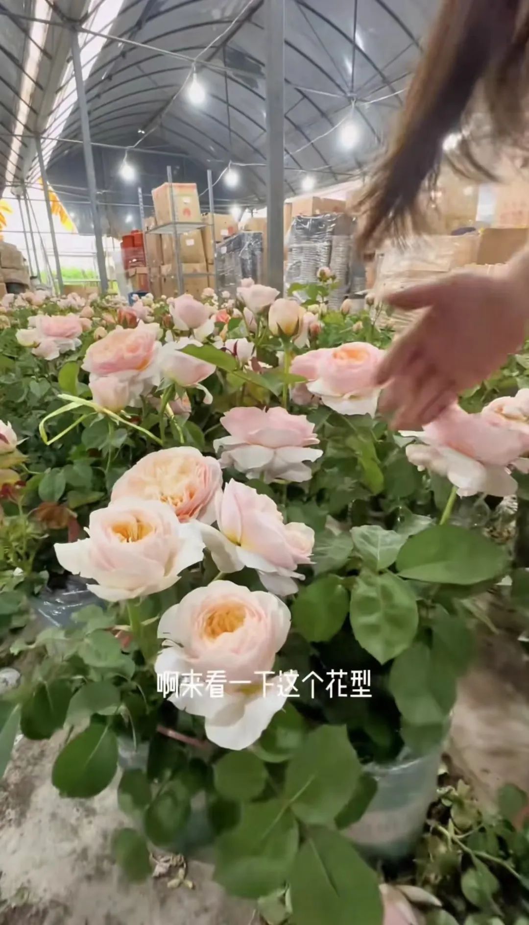 抖音电商平台花卉抽成多少,抖音鲜花电商运营怎么做