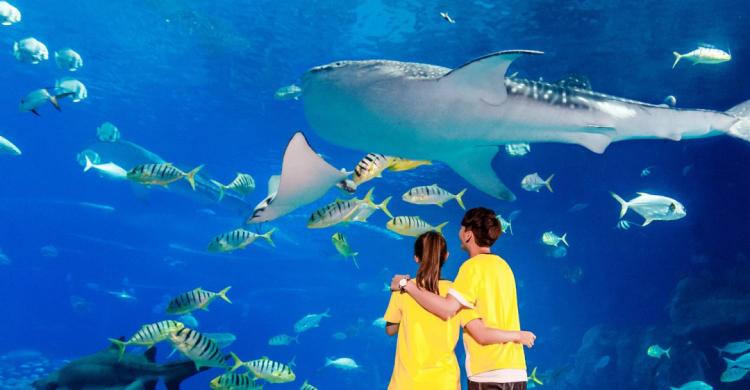 珠海长隆酒店畅玩门票,珠海长隆马戏酒店儿童乐园