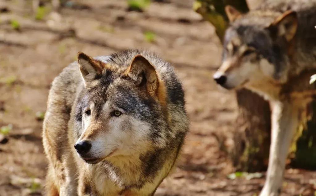 狭路相逢勇者胜,狭路相逢勇者胜游戏