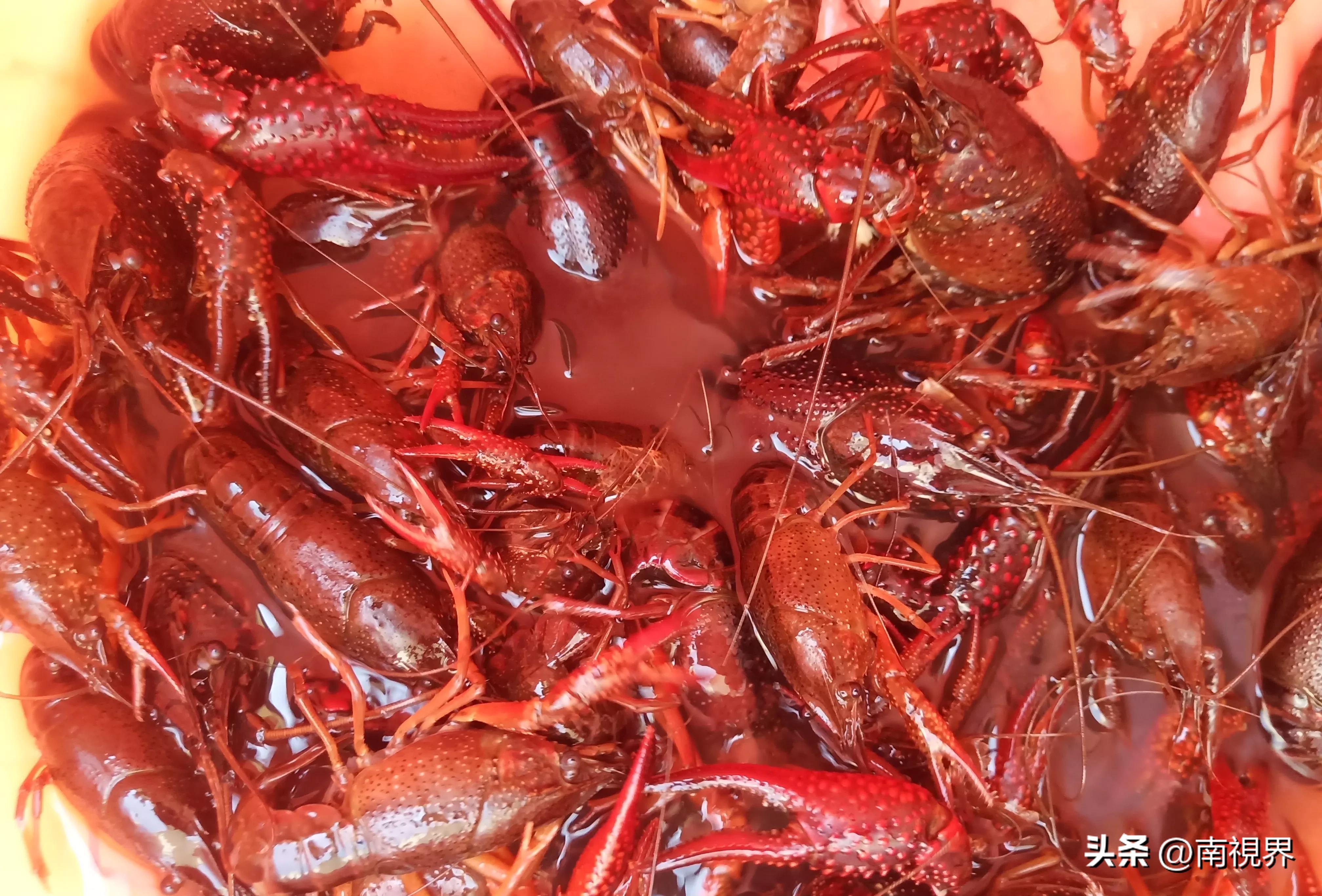 乡土印象随笔:农村野生虾好美味