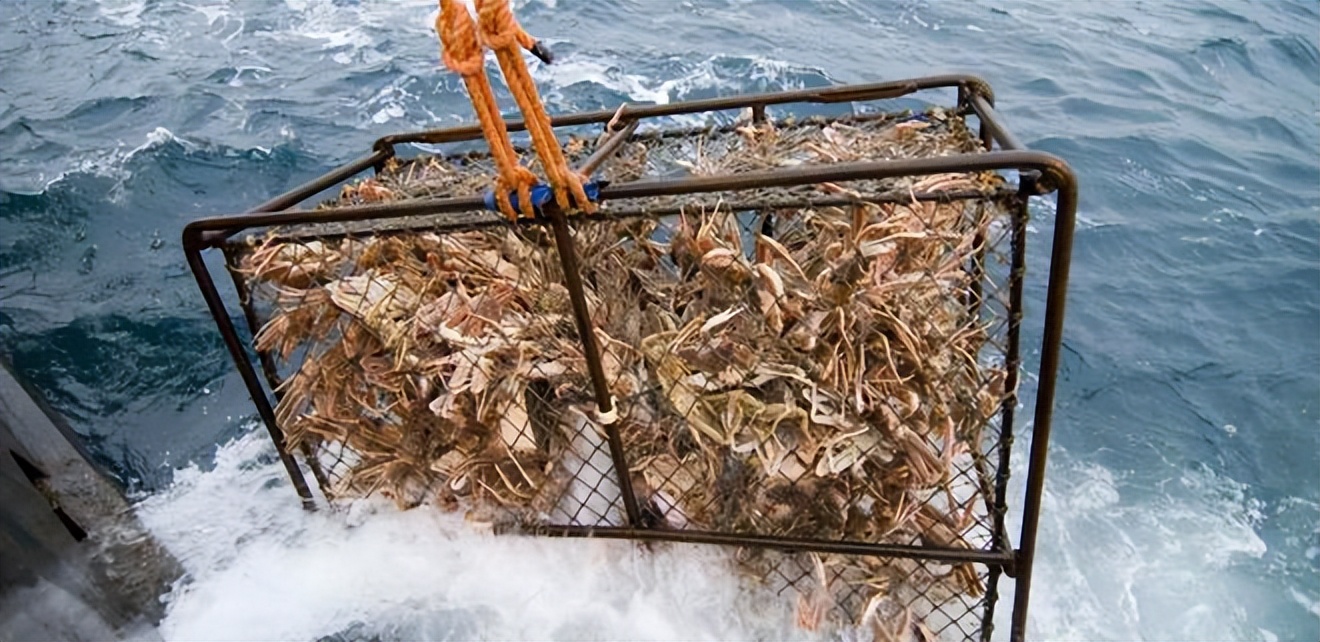 俄罗斯海鲜市场帝王蟹价,俄罗斯螃蟹批发市场