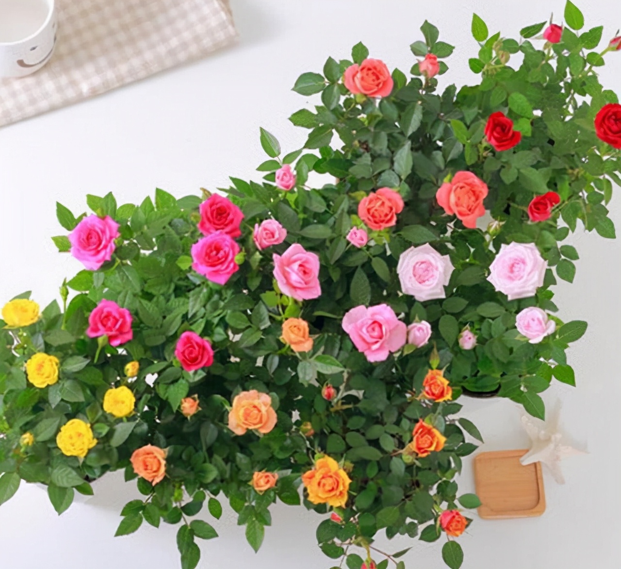 什么样的花好养又耐活,哪些花坑人