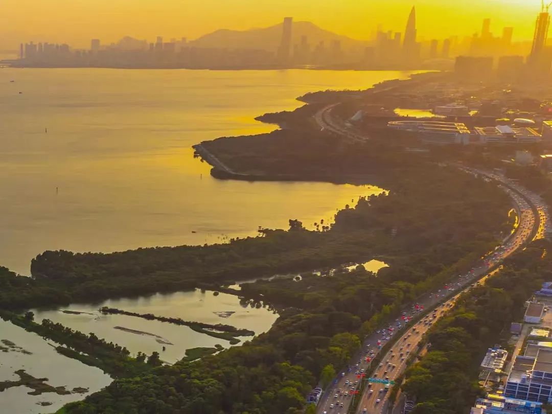 深圳最全红树林公园指南,深圳市最出名红树林湿地公园