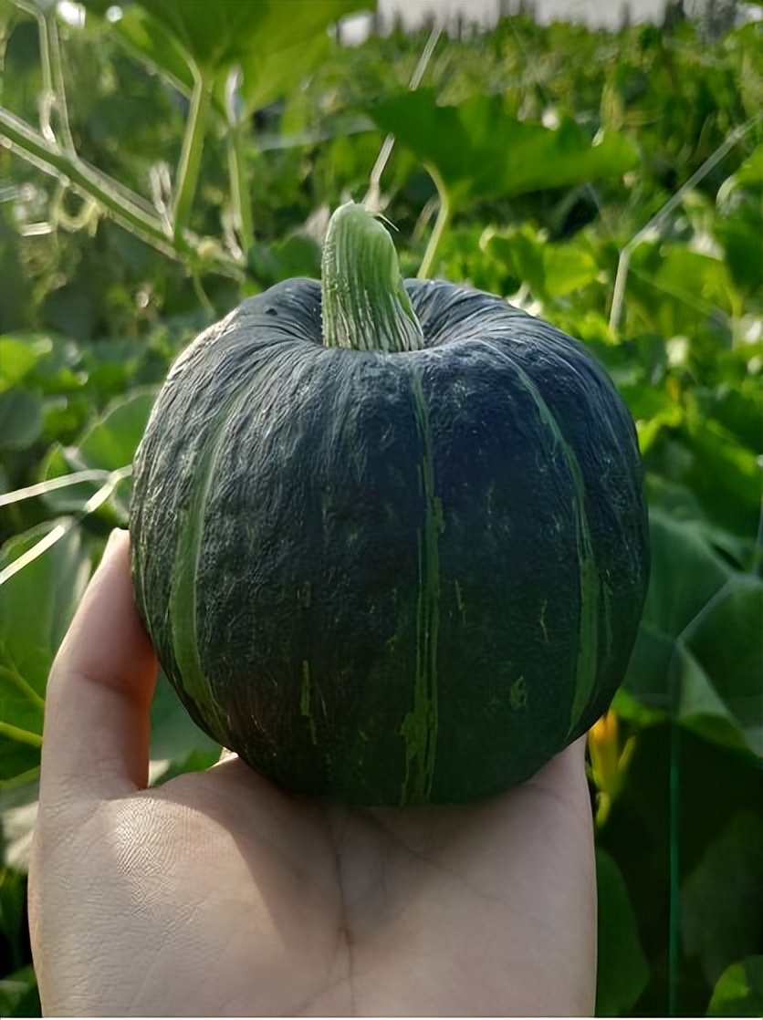 碳水化合物的好坏决定我们的健康,蛋白质和碳水化合物