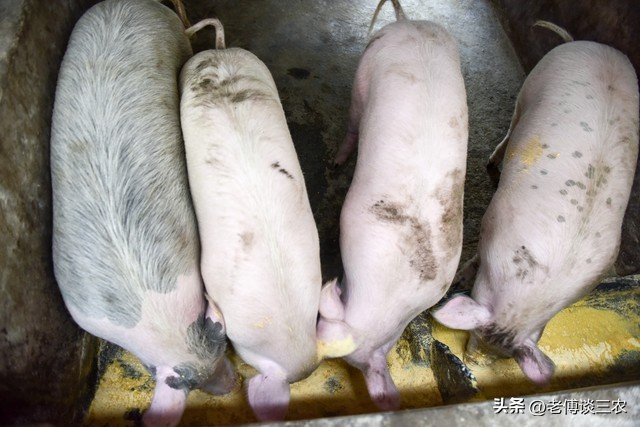 2023年养1000头猪需要投资多少钱,2023年养1000头猪一年能挣多少钱