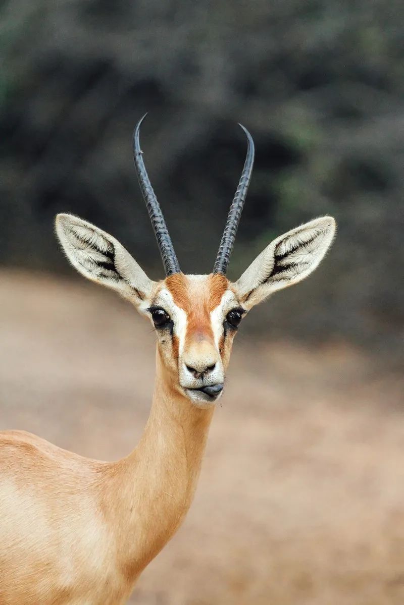 花了5.5w,只为在迪拜的沙漠里和羚羊相伴入睡