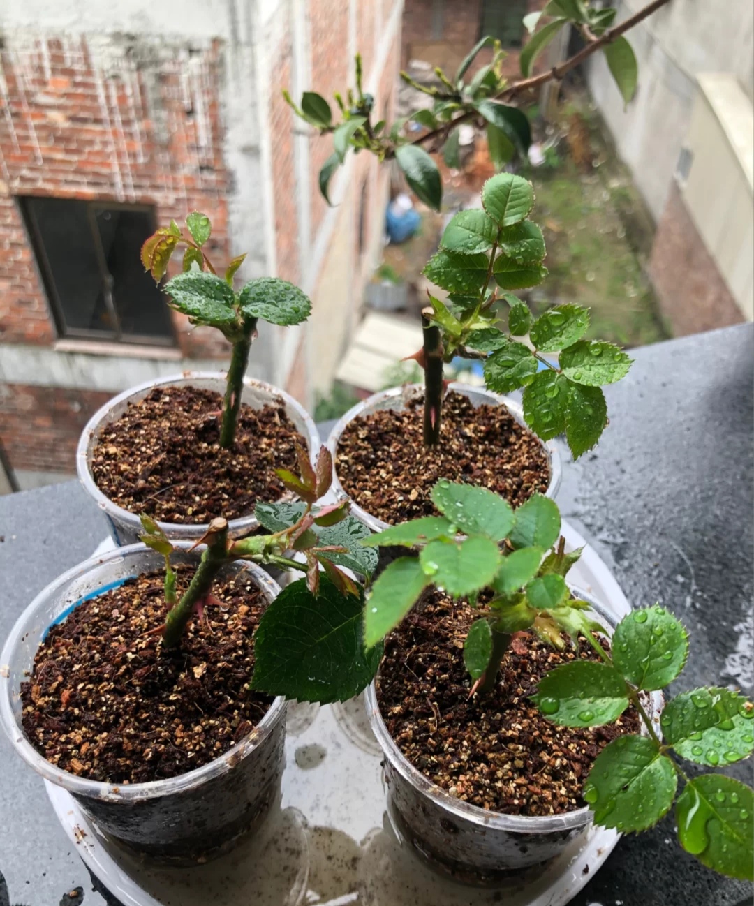 春天种的花花草草,9种花掐根枝就能活不用管就爆盆