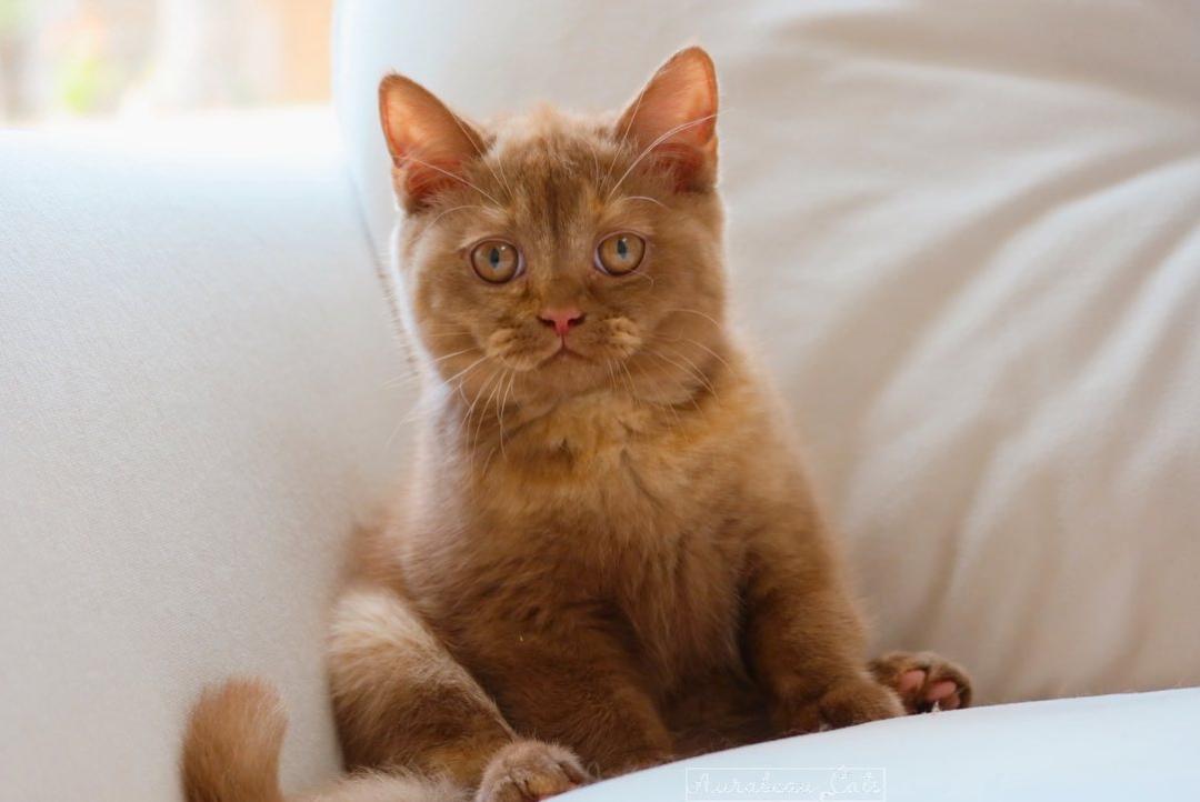 基因技术重大突破,基因科技的重大突破