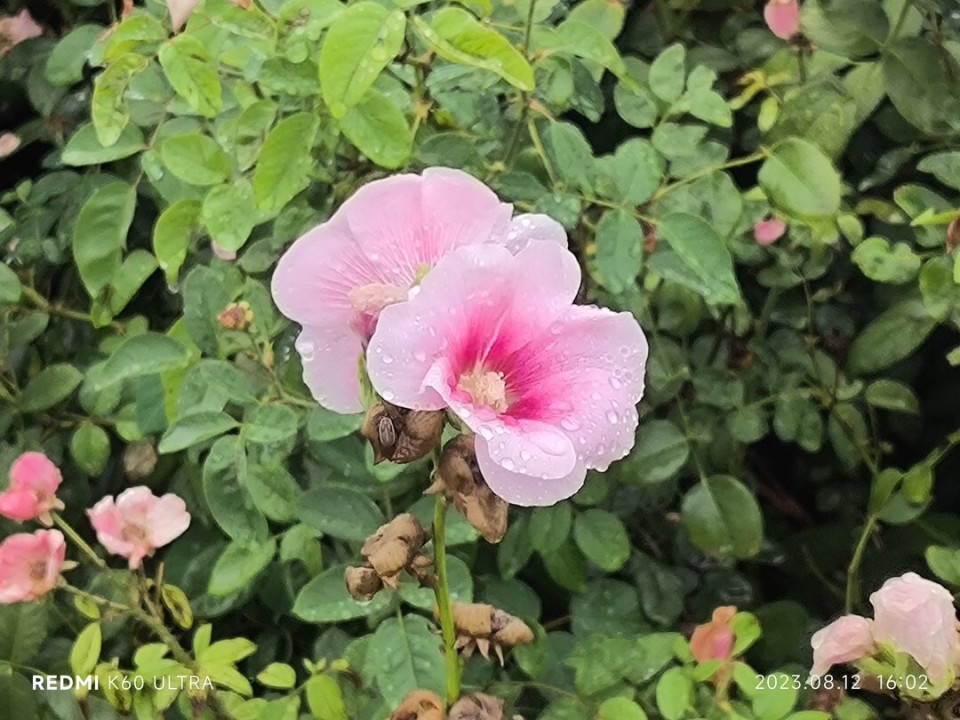 redmik60pro至尊版的优缺点,redmik60至尊版有什么缺点