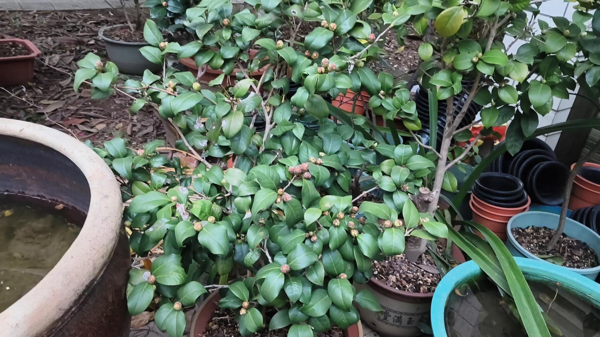 花中娇客山茶花,山茶花是花中娇客吗