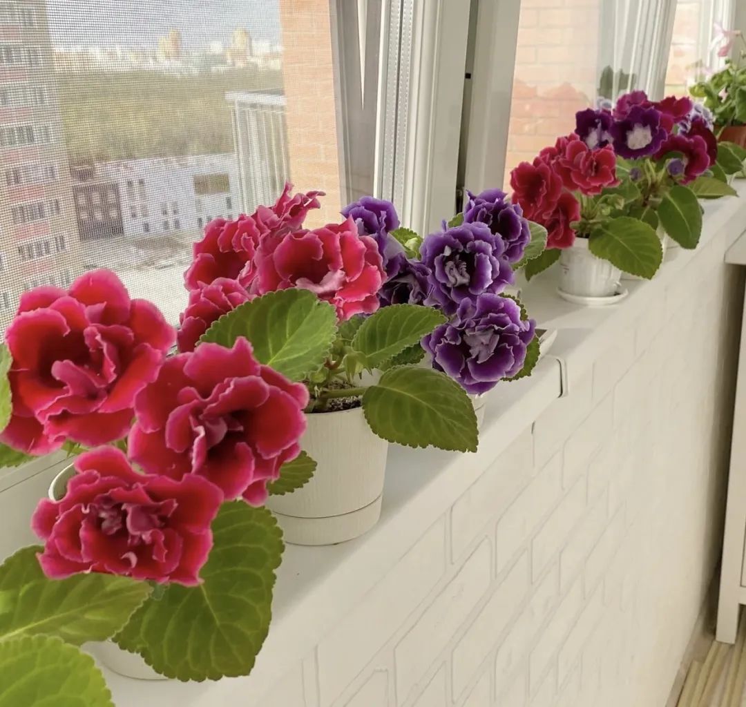 鍠滄按鑺卞摢绉嶆渶濂藉吇,閫傚悎瀹ゅ唴鍏荤殑鍠滄按鑺卞崏