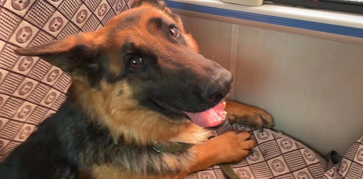 中国刑警学院警犬技术分数线,刑警学院警犬技术专业优秀毕业生