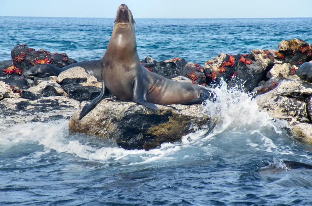 去神秘小岛探险,去神秘岛探险视频