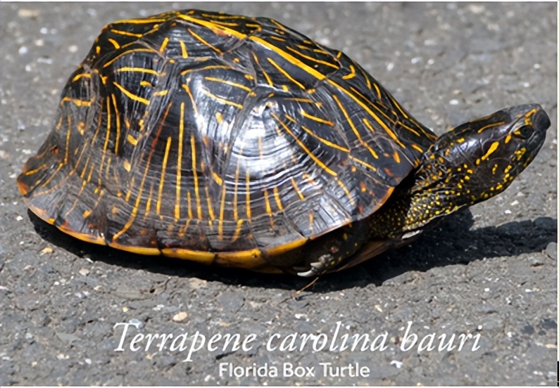 箱龟种类及图片,箱龟品种大全