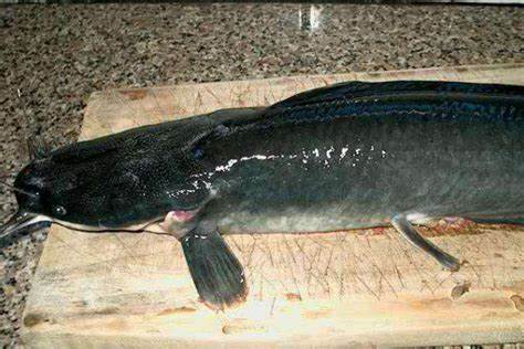 长江鱼类数量增多,长江鱼类目前现状