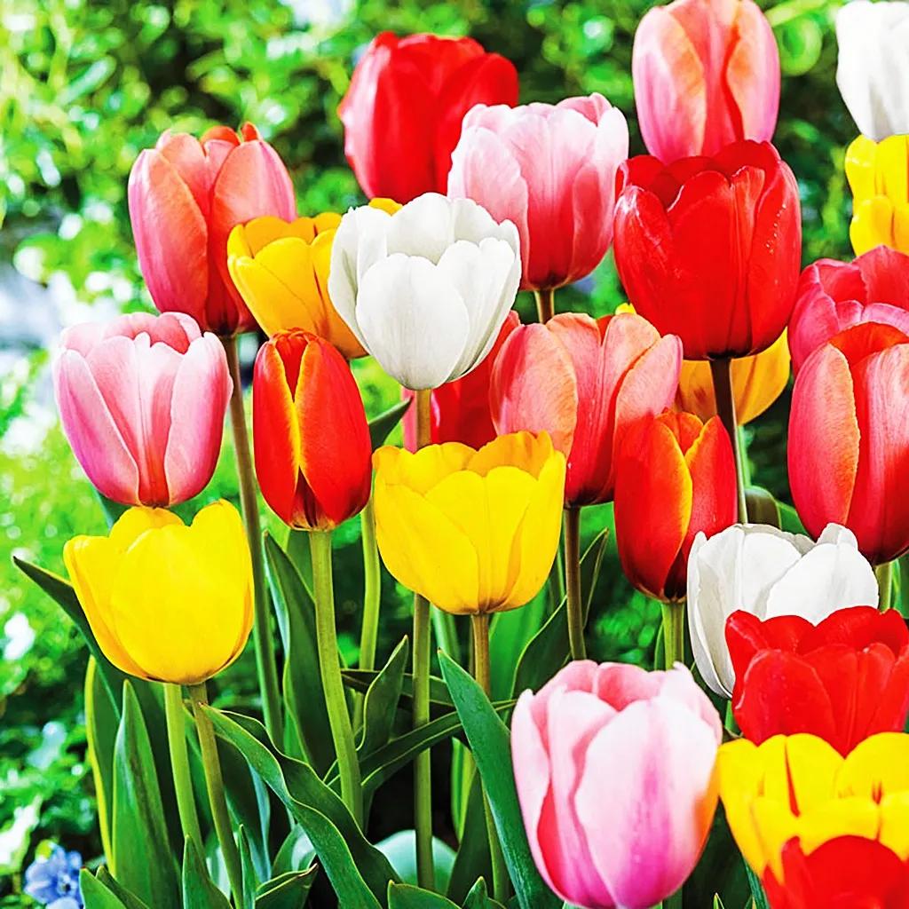 郁金香花语爱的告白,郁金香的花语浪漫